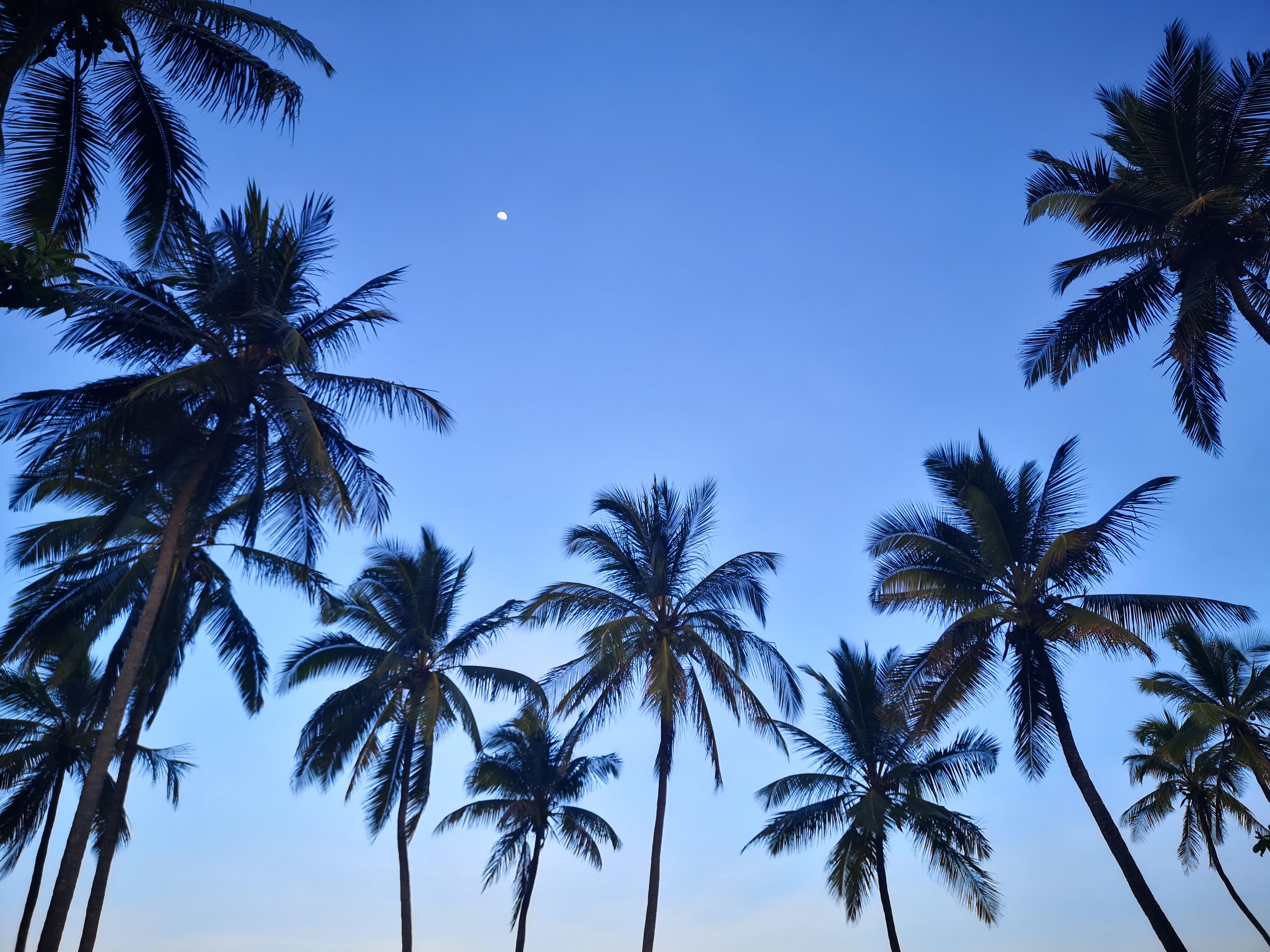 Sunset through the trees, Pongwe site, east coast Zanzibar