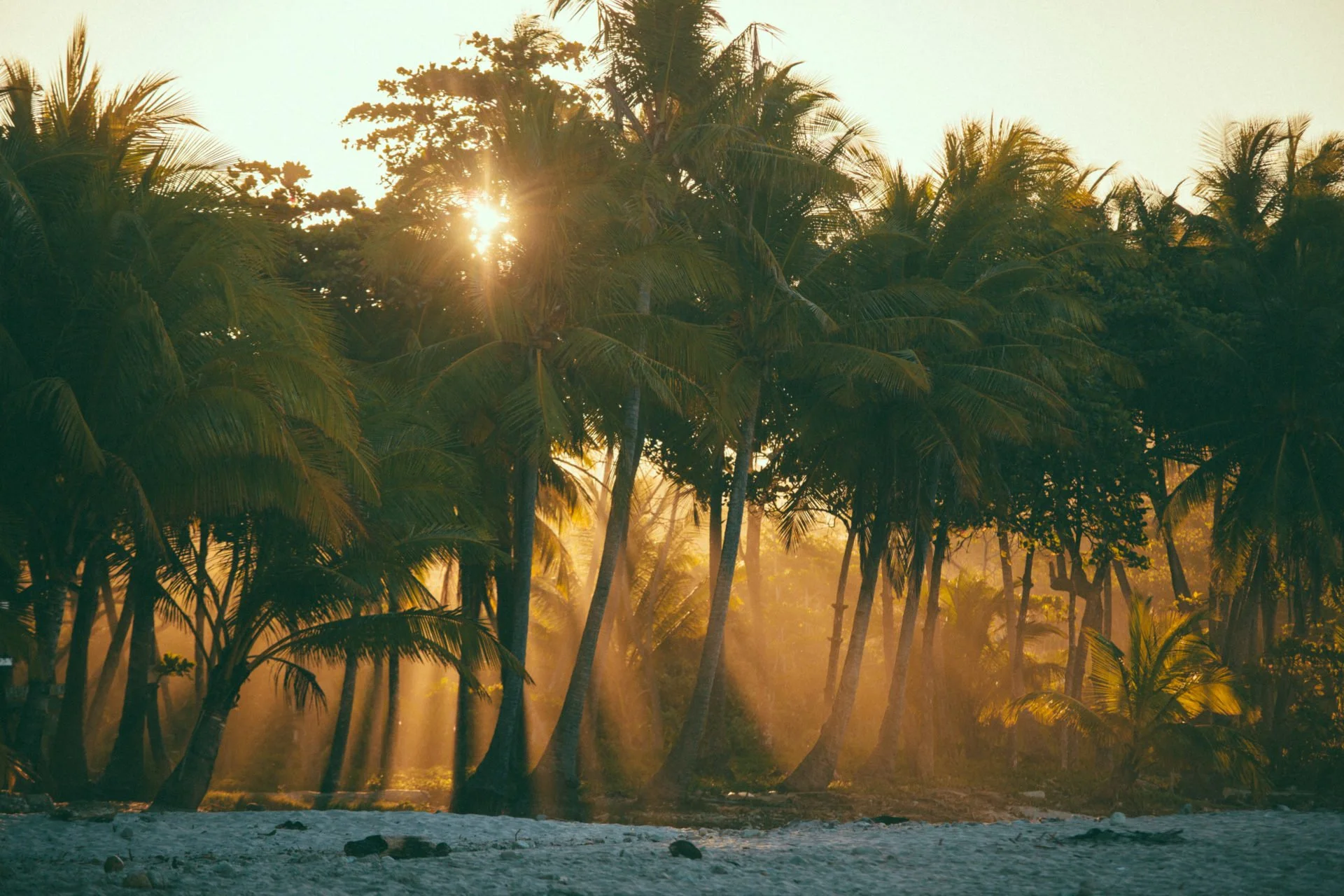Sunrise through the palms on Zanzibar's east coast